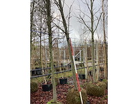 Amberboom - parkboom - afbeelding 3 van  3