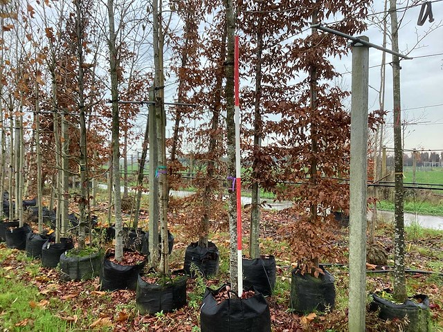 Amberboom - parkboom - afbeelding 1 van  3