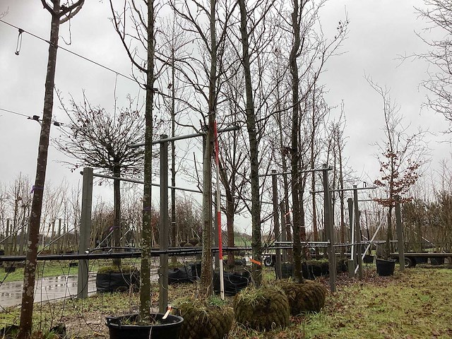 Amberboom - parkboom - afbeelding 1 van  3