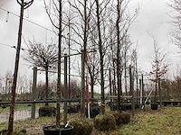 Amberboom - parkboom - afbeelding 1 van  3