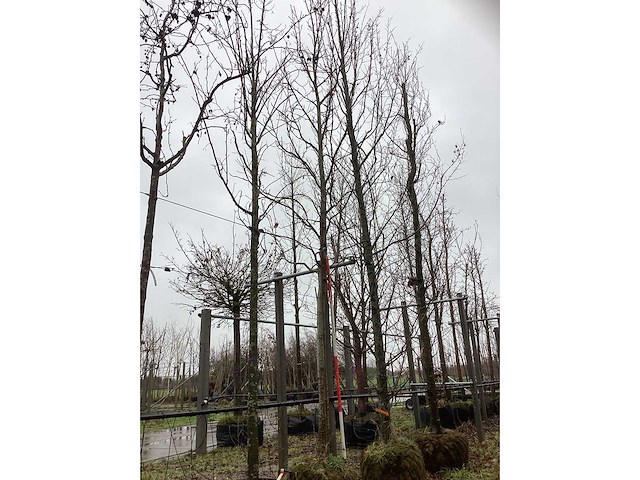 Amberboom - parkboom - afbeelding 2 van  3