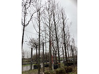 Amberboom - parkboom - afbeelding 2 van  3