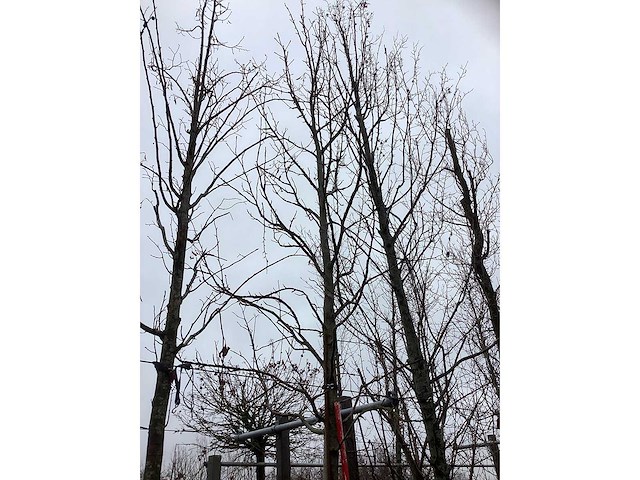 Amberboom - parkboom - afbeelding 3 van  3