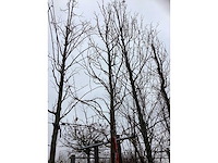 Amberboom - parkboom - afbeelding 3 van  3