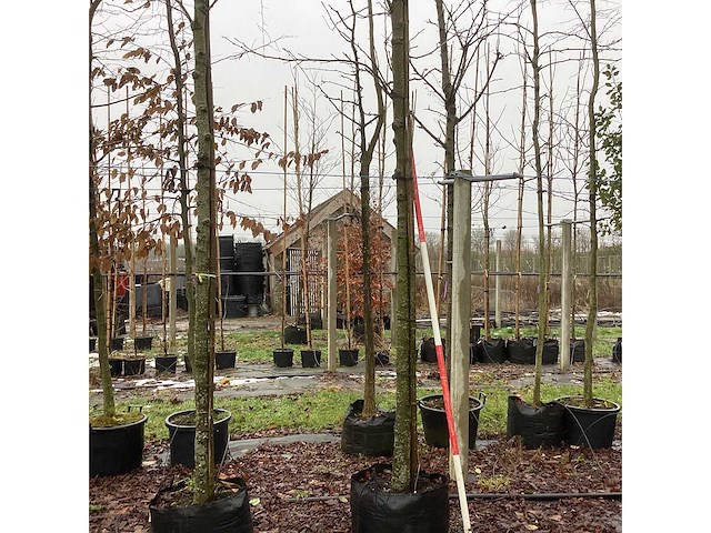 Amberboom - parkboom - afbeelding 1 van  3