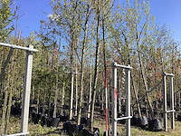 Amberboom - parkboom - afbeelding 1 van  2