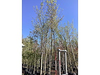 Amberboom - parkboom - afbeelding 2 van  2