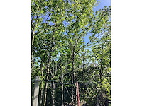 Amberboom - parkboom - afbeelding 3 van  3