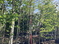 Amberboom - parkboom - afbeelding 1 van  3