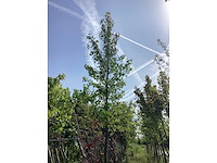 Amberboom - parkboom - afbeelding 3 van  3