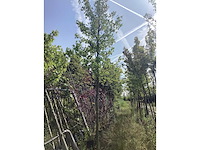Amberboom - parkboom - afbeelding 1 van  3