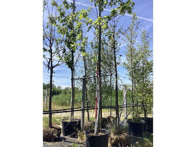 Amberboom - parkboom - afbeelding 2 van  2