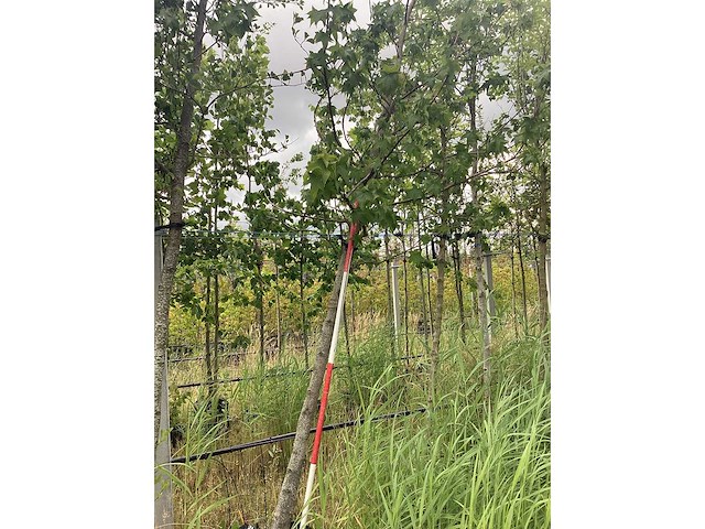 Amberboom - parkboom - afbeelding 1 van  1