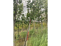 Amberboom - parkboom - afbeelding 1 van  1