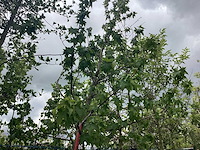 Amberboom - parkboom - afbeelding 1 van  2