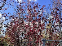 Amberboom - parkboom