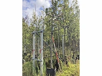 Amberboom - parkboom - afbeelding 2 van  2