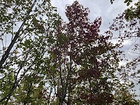 Amberboom - parkboom