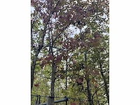 Amberboom - parkboom - afbeelding 2 van  3