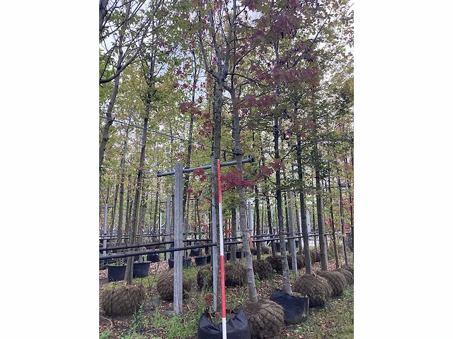 Amberboom - parkboom - afbeelding 3 van  3