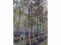 Amberboom - parkboom - afbeelding 3 van  3