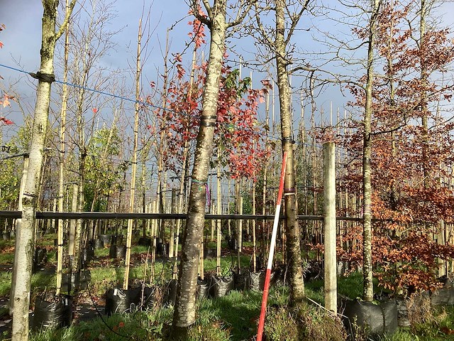 Amberboom - sierbomen (2x) - afbeelding 1 van  3