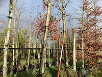 Amberboom - sierbomen (2x) - afbeelding 1 van  3