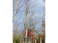 Amberboom - sierbomen (2x) - afbeelding 2 van  3