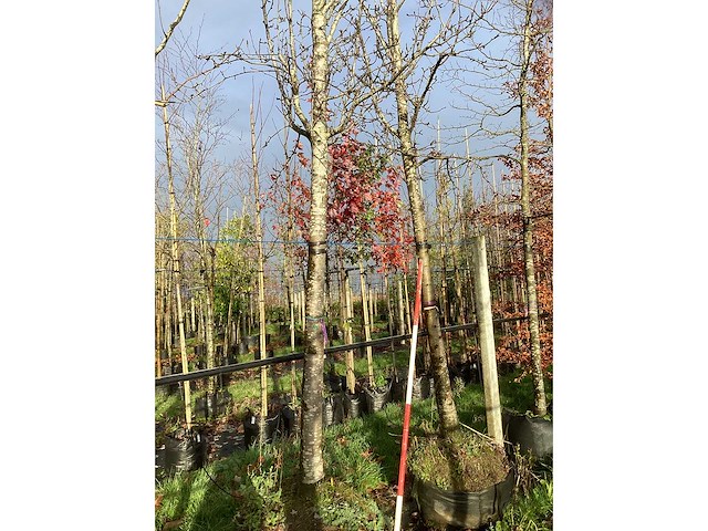 Amberboom - sierbomen (2x) - afbeelding 3 van  3