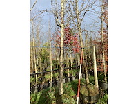 Amberboom - sierbomen (2x) - afbeelding 3 van  3