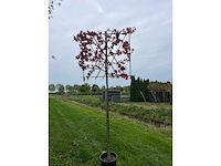 Amberboom - sierbomen (2x) - afbeelding 1 van  2