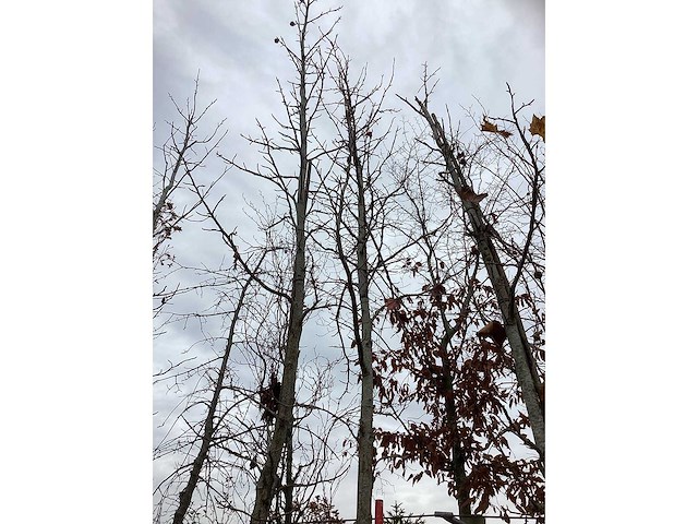 Amberboom - sierboom (2x) - afbeelding 3 van  3