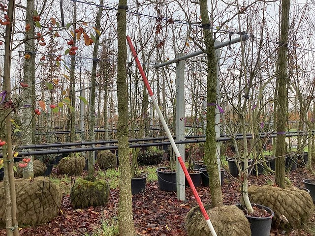 Amberboom - sierboom (2x) - afbeelding 1 van  3