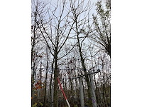 Amberboom - sierboom (2x) - afbeelding 2 van  3