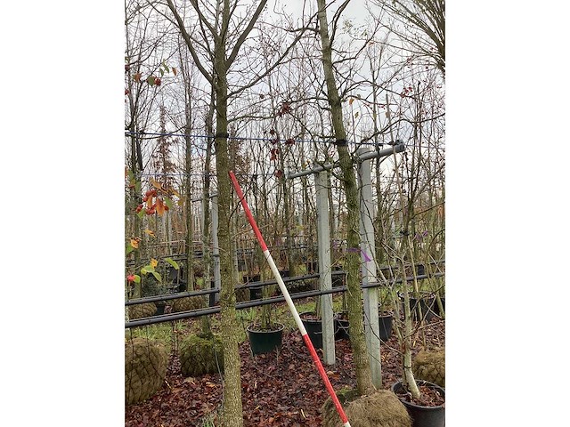 Amberboom - sierboom (2x) - afbeelding 3 van  3