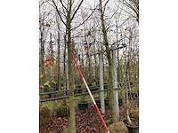 Amberboom - sierboom (2x) - afbeelding 3 van  3