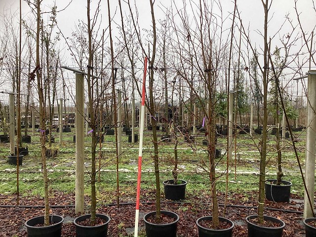 Amberboom - sierboom (3x) - afbeelding 1 van  3