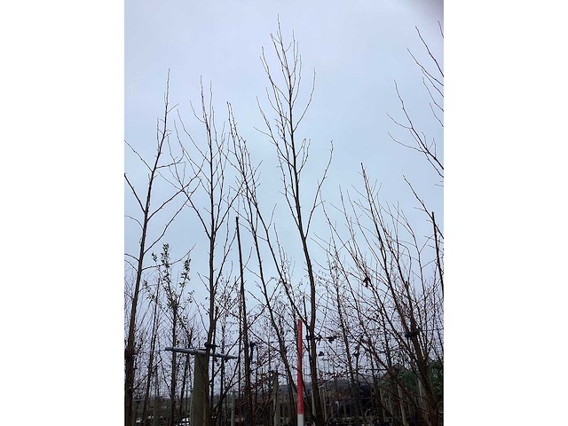 Amberboom - sierboom (3x) - afbeelding 2 van  3