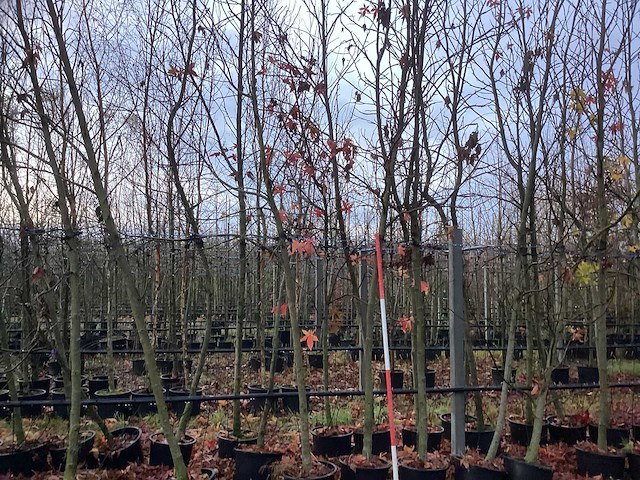 Amberboom - sierboom (5x) - afbeelding 1 van  4