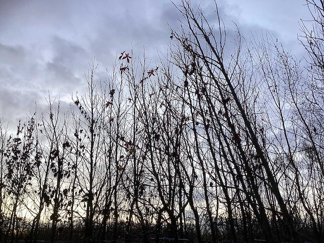 Amberboom - sierboom (6x) - afbeelding 4 van  4