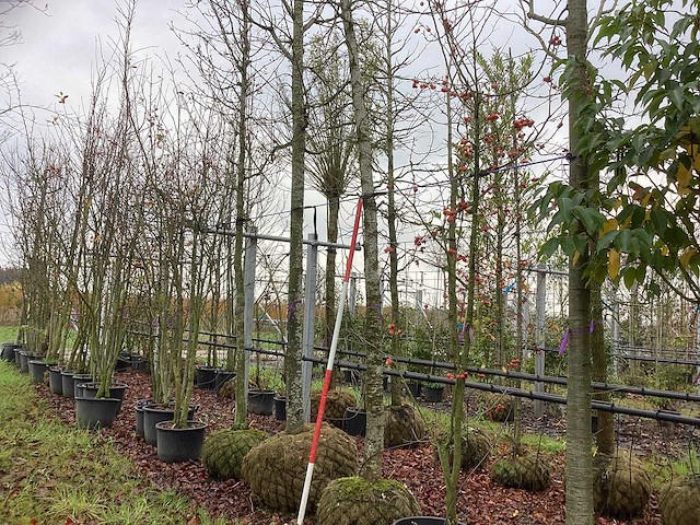 Amberboom - sierboom - afbeelding 1 van  3