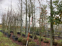 Amberboom - sierboom - afbeelding 1 van  3