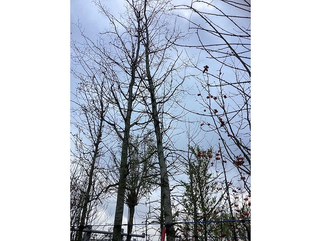 Amberboom - sierboom - afbeelding 2 van  3