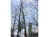 Amberboom - sierboom - afbeelding 2 van  3