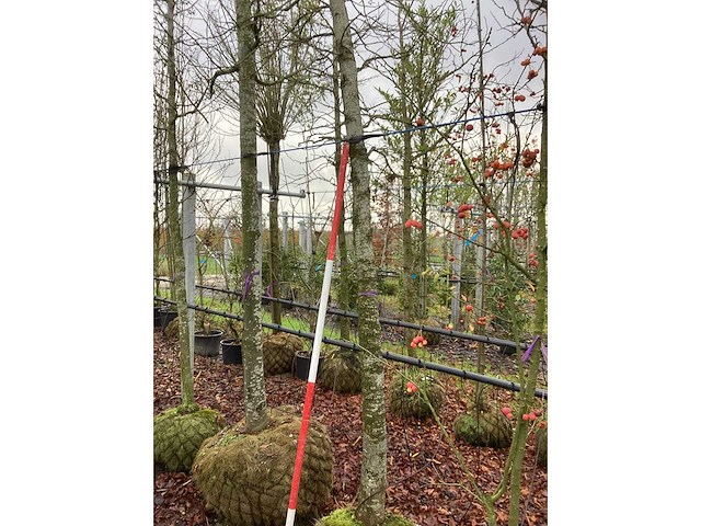 Amberboom - sierboom - afbeelding 3 van  3