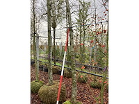 Amberboom - sierboom - afbeelding 3 van  3