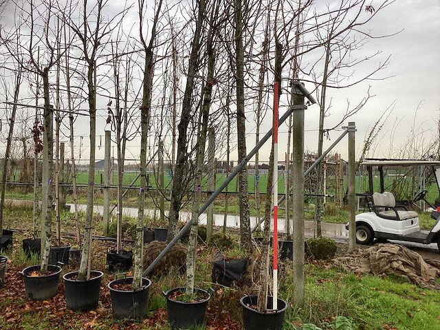 Amberboom - sierboom - afbeelding 1 van  3