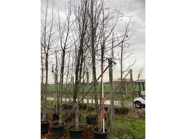 Amberboom - sierboom - afbeelding 2 van  3