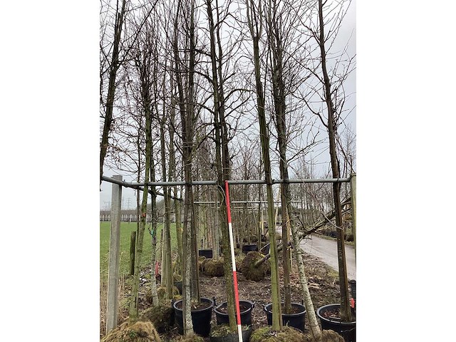 Amberboom - sierboom - afbeelding 1 van  3