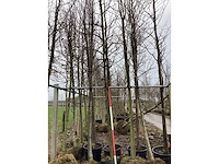 Amberboom - sierboom - afbeelding 1 van  3